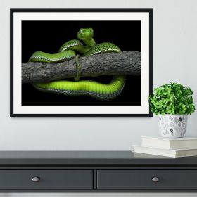 Green Trimeresurus Vogeli Snake Framed Print (Color: Natural/With White Edging, size: 48" x 32" / 120cm x 80cm (approx))